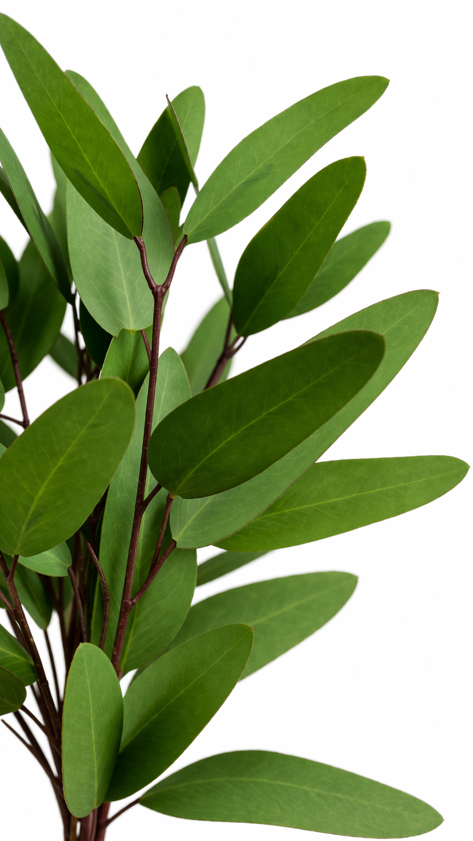 Real Touch Green Eucalyptus Stem (8 Branches)