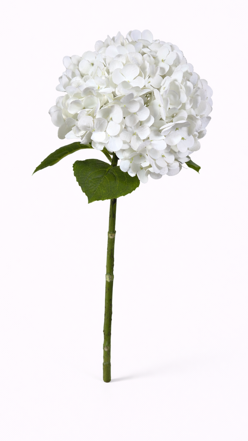 White hydrangea flower on a white background