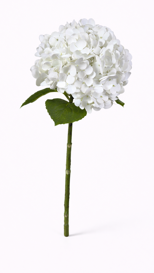 White hydrangea flower on a white background