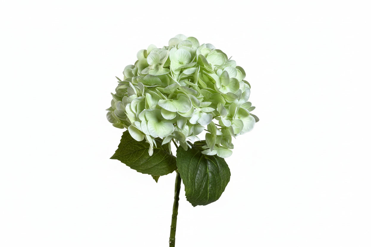 Hand holding a branch of light green hydrangea flowers against a beige background