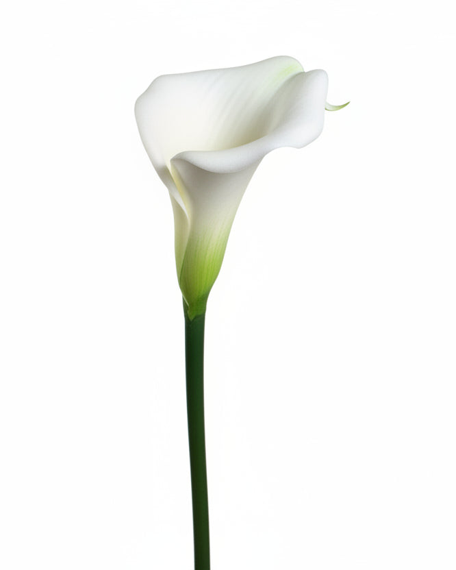 Real Touch White Calla Lily Stem – 29.5”