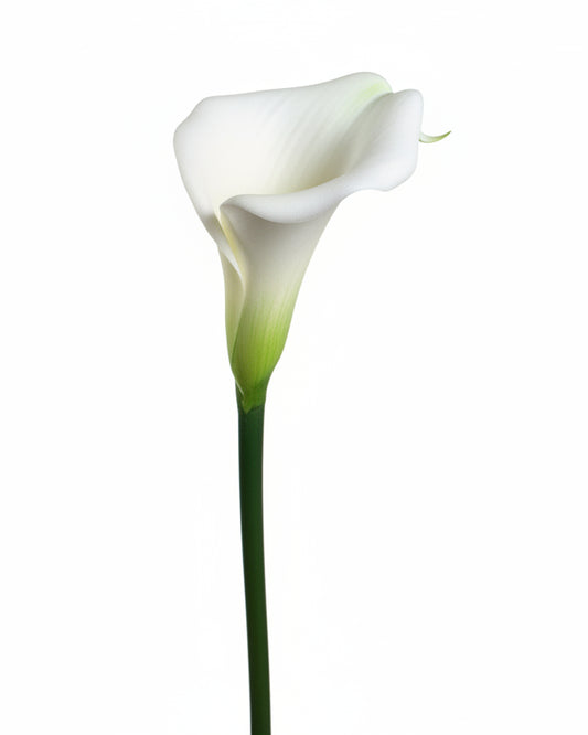 Real Touch White Calla Lily Stem – 29.5”