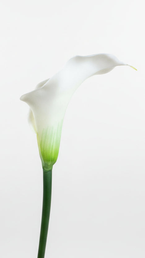Real Touch White Calla Lily Stem – 29.5”