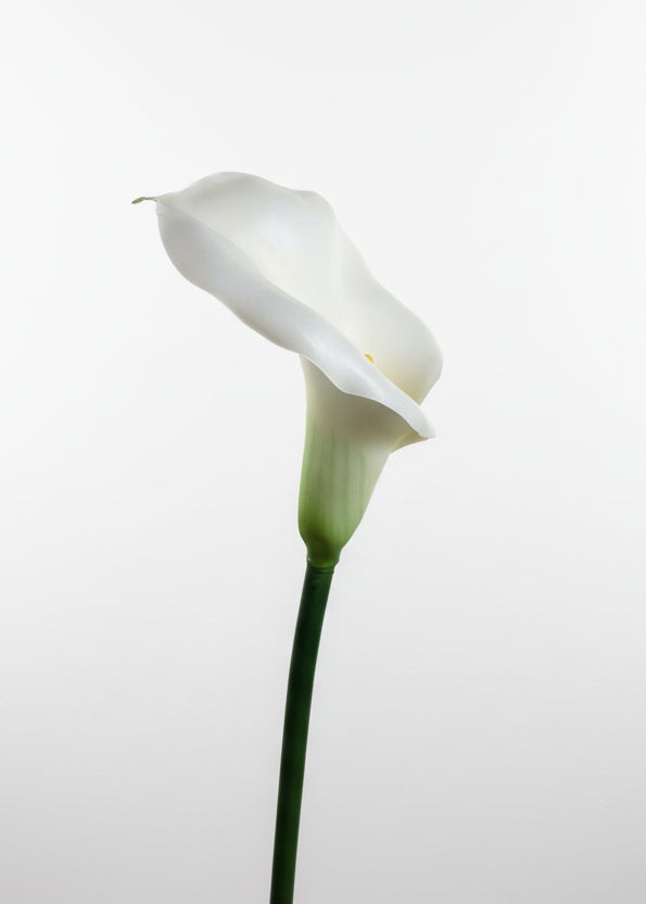 Real Touch White Calla Lily Stem – 29.5”