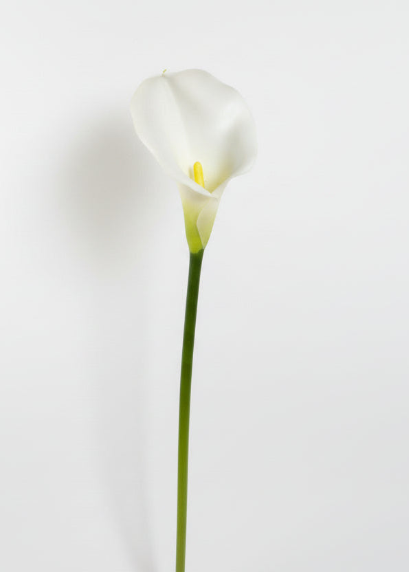 White calla lily