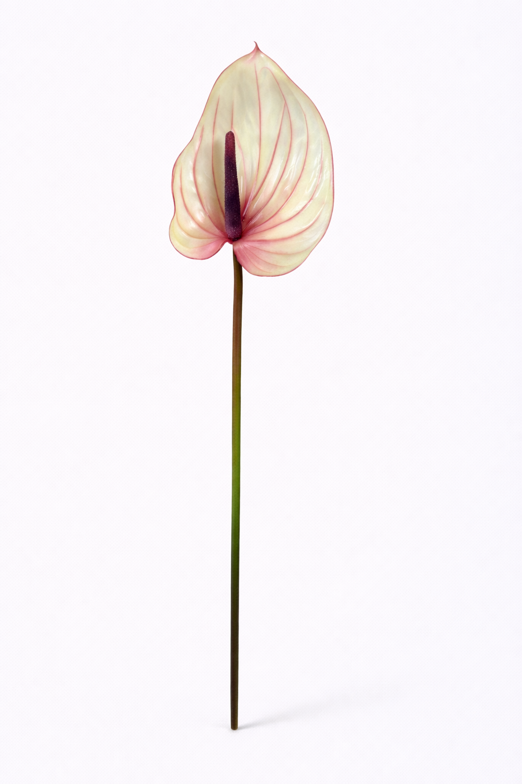 Real Touch Blush Anthurium Stem – 30.3”