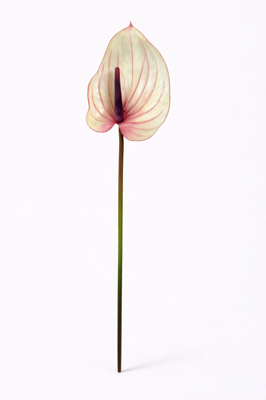 Real Touch Blush Anthurium Stem – 30.3”